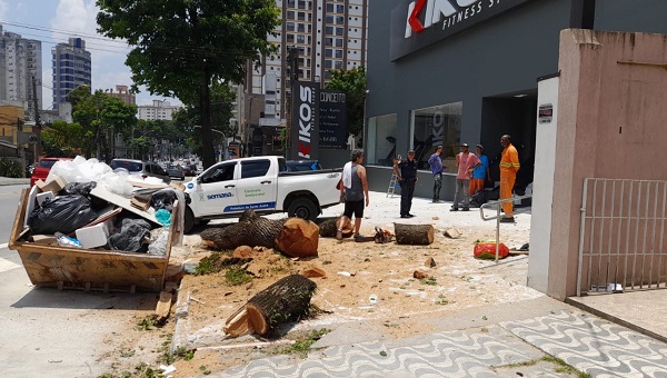 Supressão ilegal de árvore na Avenida Portugal (3)