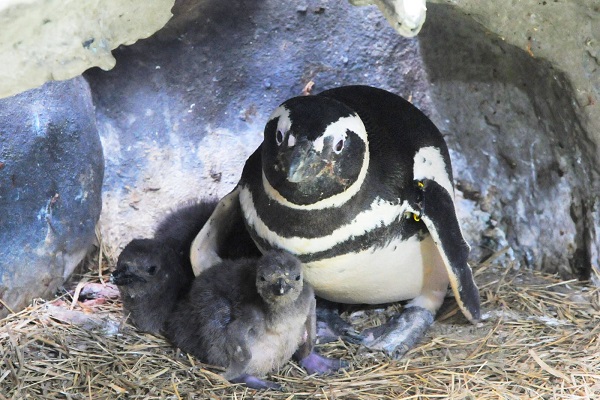 Filhotes de pinguins na Sabina - Foto - Angelo Baima_PSA (1)